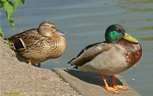 590799 (a): :1800x1125